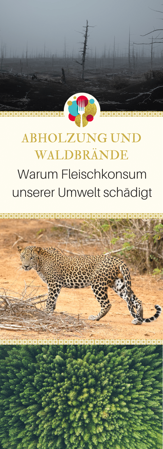 7 Gründe, warum Fleisch schlecht für die Umwelt ist I Vegalife Rocks: www.vegaliferocks.de✨ I Fleischlos glücklich, fit & Gesund✨ I Follow me for more inspiration @vegaliferocks gruende warum fleisch schlecht ist