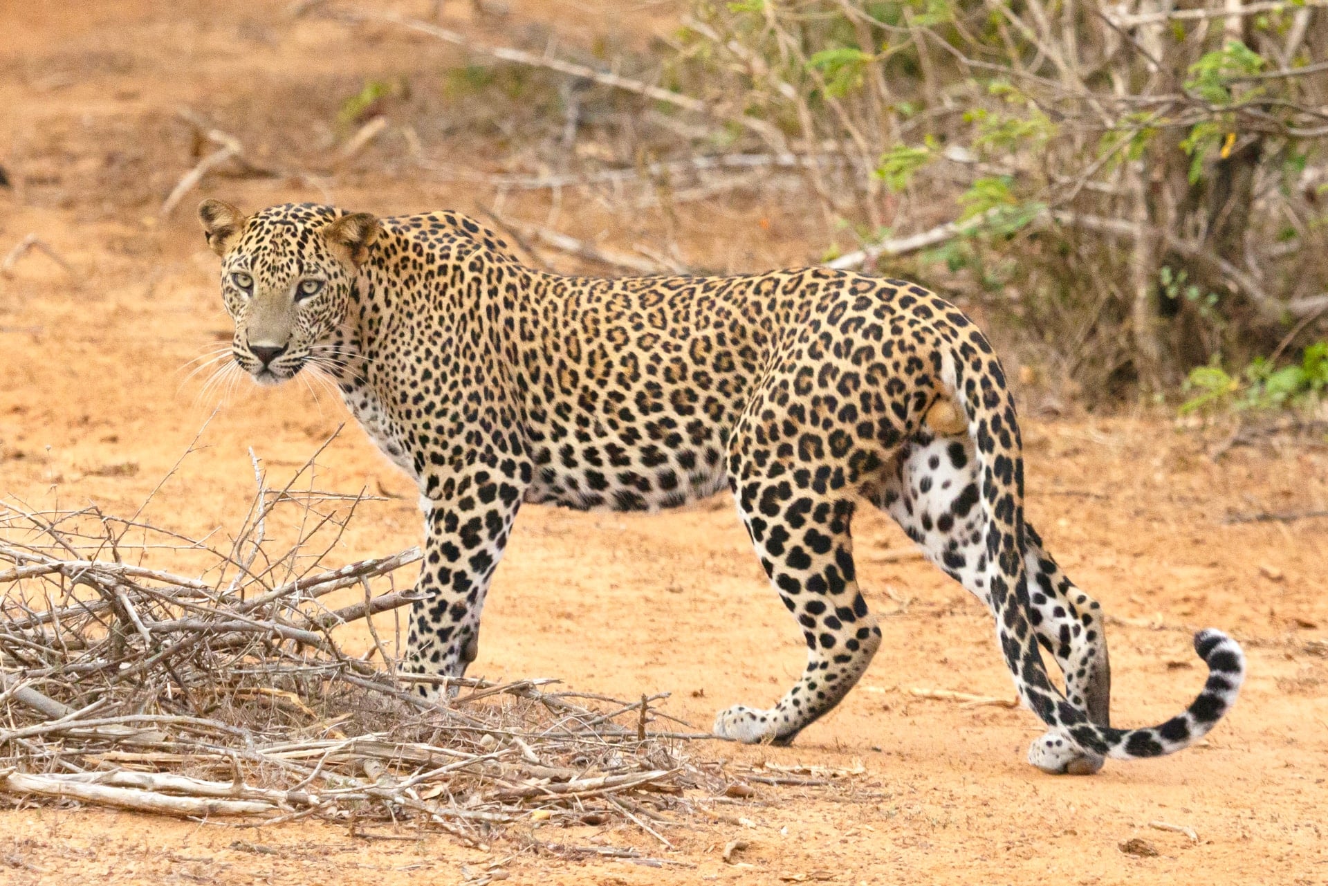 Bedrohte wilde Tiere Bedrohte wilde Tiere