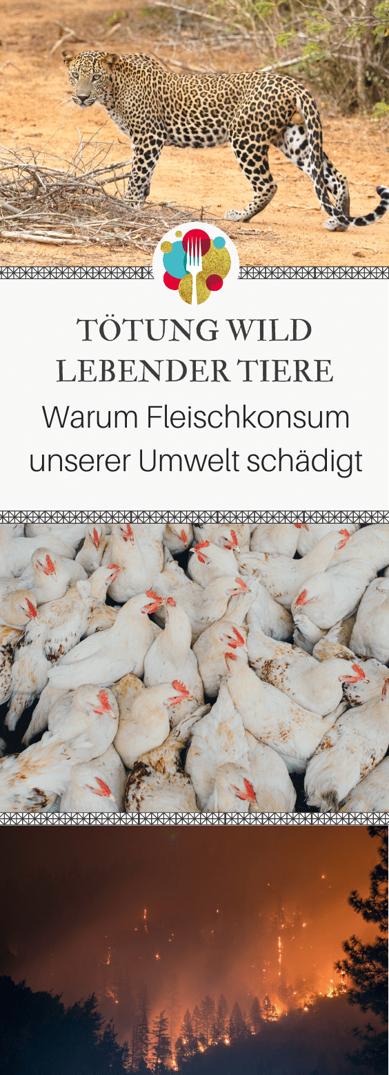 7 Gründe, warum Fleisch schlecht für die Umwelt ist I Vegalife Rocks: www.vegaliferocks.de✨ I Fleischlos glücklich, fit & Gesund✨ I Follow me for more inspiration @vegaliferocks gruende warum fleisch schlecht ist